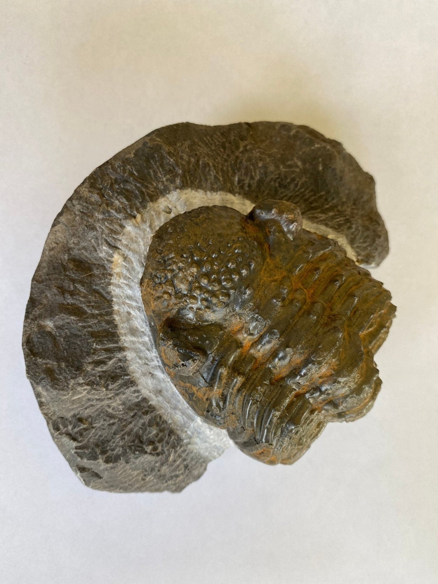 Trilobite fossil Drotops Megalomanicus - FossilsAndMore