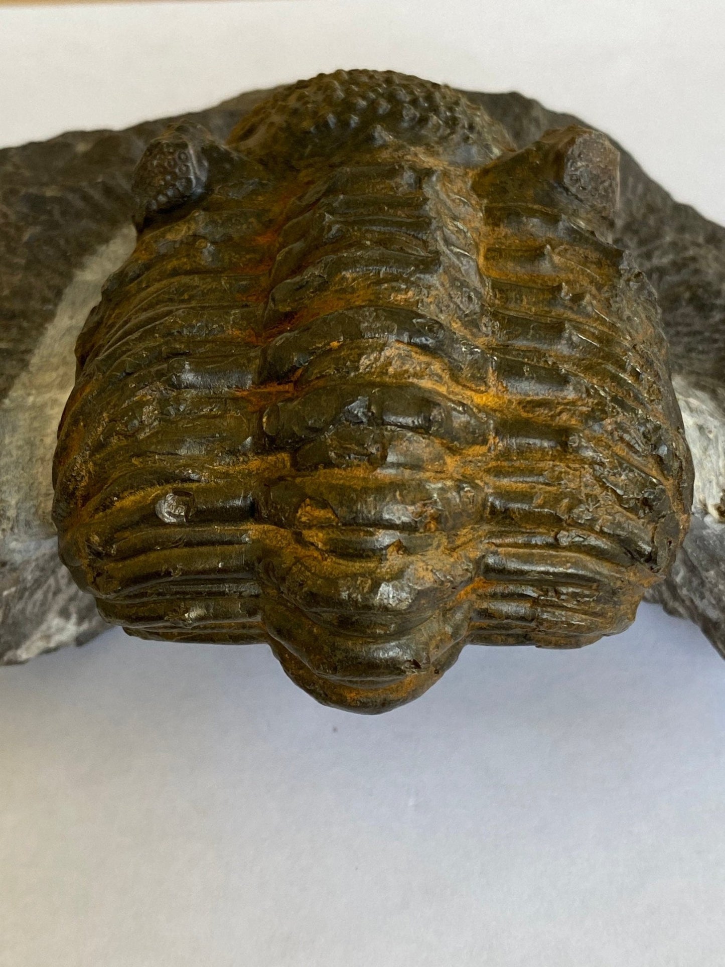 Trilobite fossil Drotops Megalomanicus - FossilsAndMore