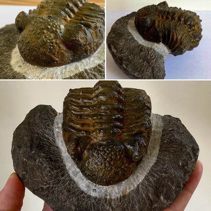 Trilobite fossil Drotops Megalomanicus - FossilsAndMore