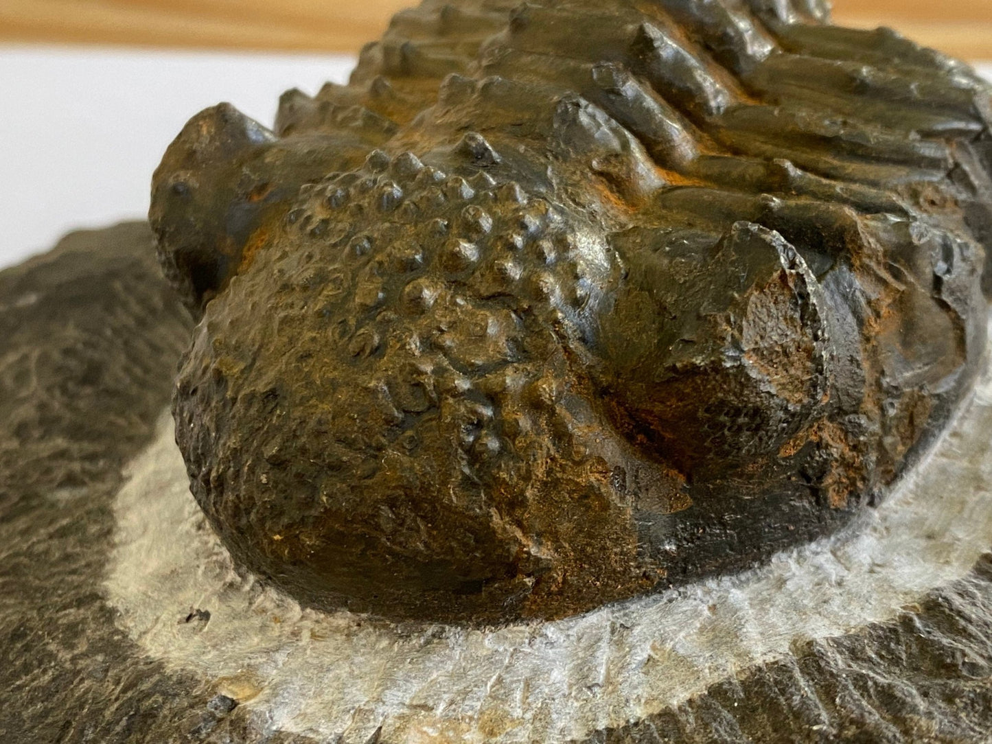 Trilobite fossil Drotops Megalomanicus - FossilsAndMore