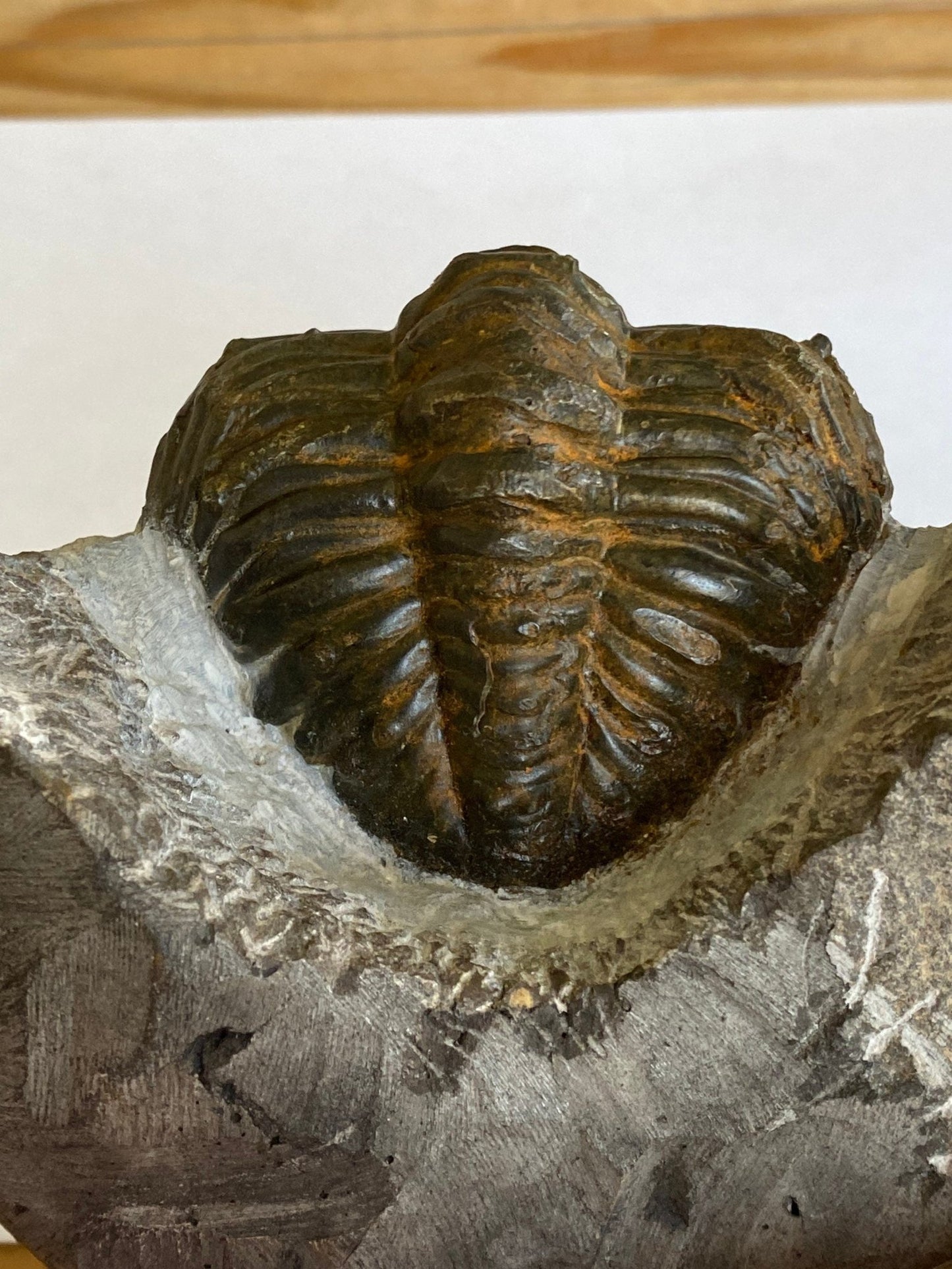 Trilobite fossil Drotops Megalomanicus - FossilsAndMore