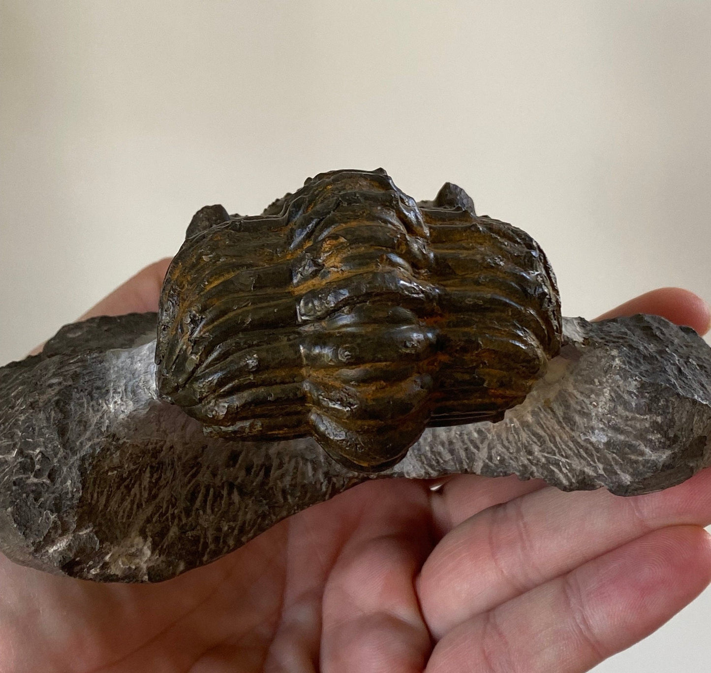 Trilobite fossil Drotops Megalomanicus - FossilsAndMore