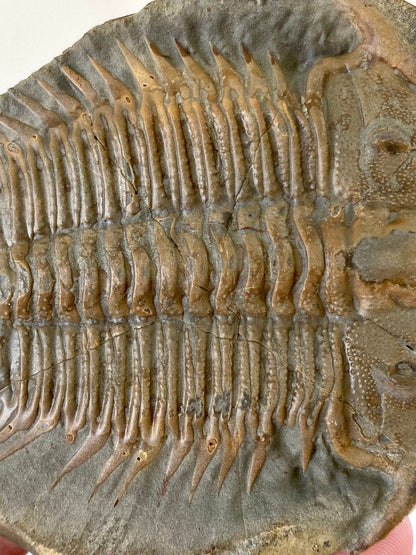 Trilobite fossil from China, Rare Damesella Paronai - FossilsAndMore