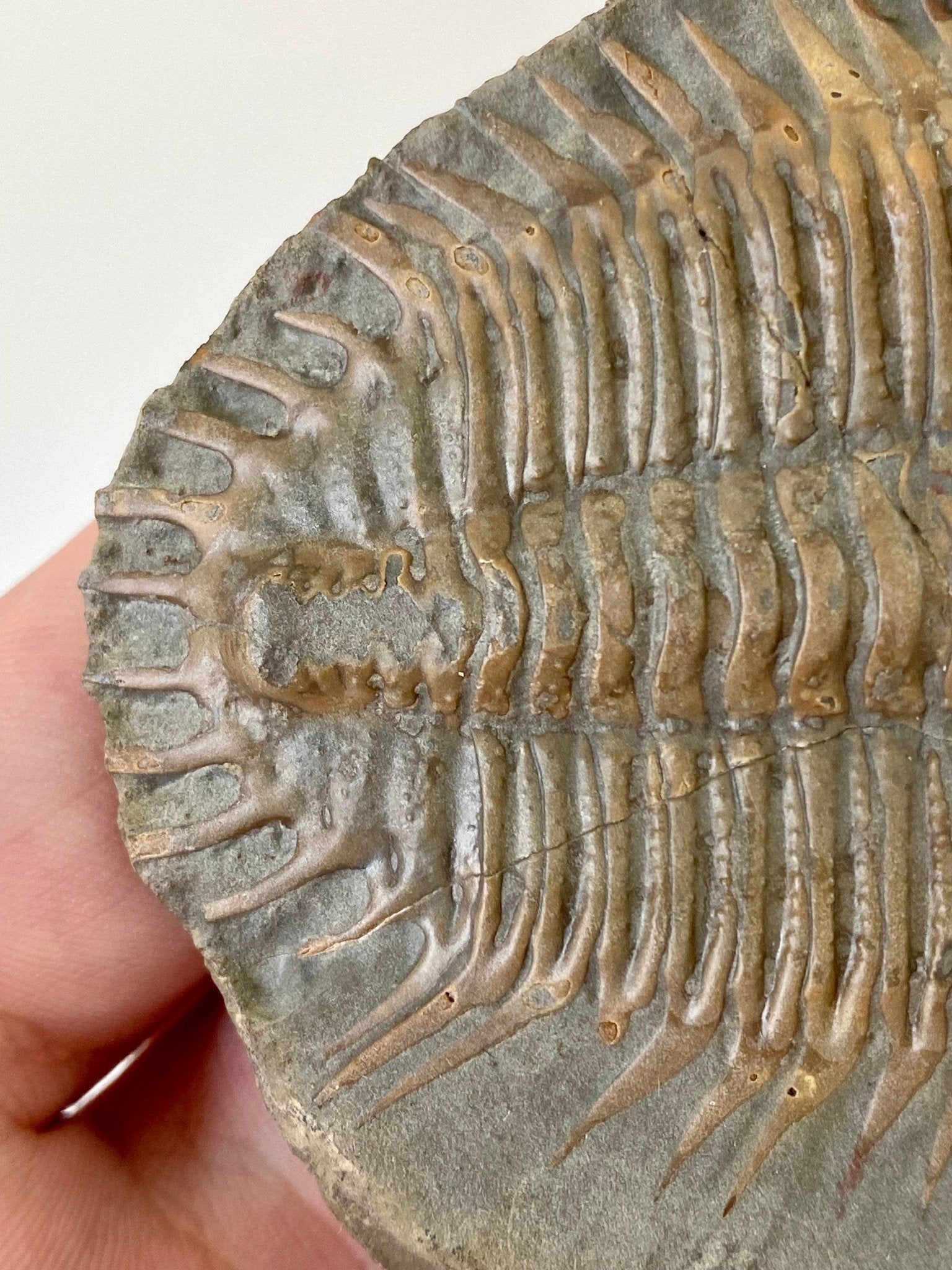 Trilobite fossil from China, Rare Damesella Paronai - FossilsAndMore