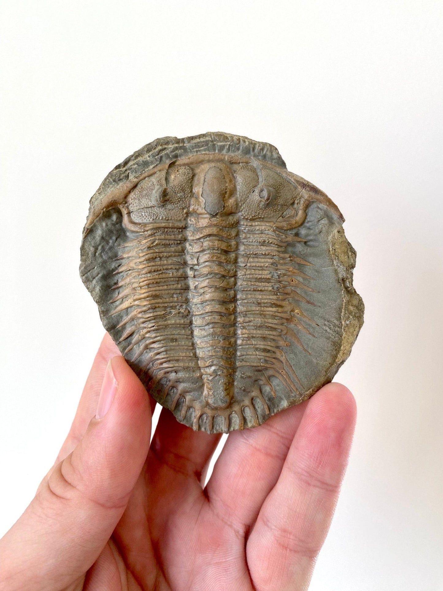 Trilobite fossil from China, Rare Damesella Paronai - FossilsAndMore