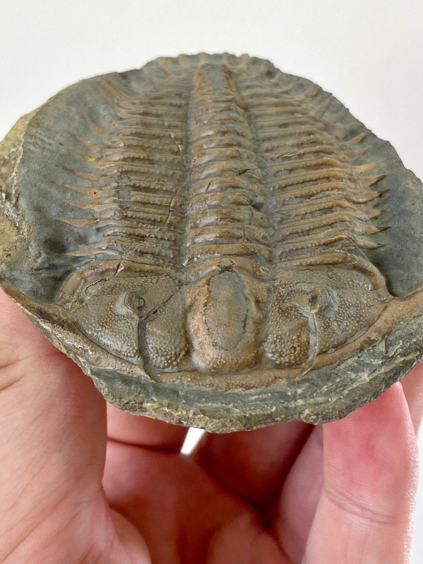 Trilobite fossil from China, Rare Damesella Paronai - FossilsAndMore