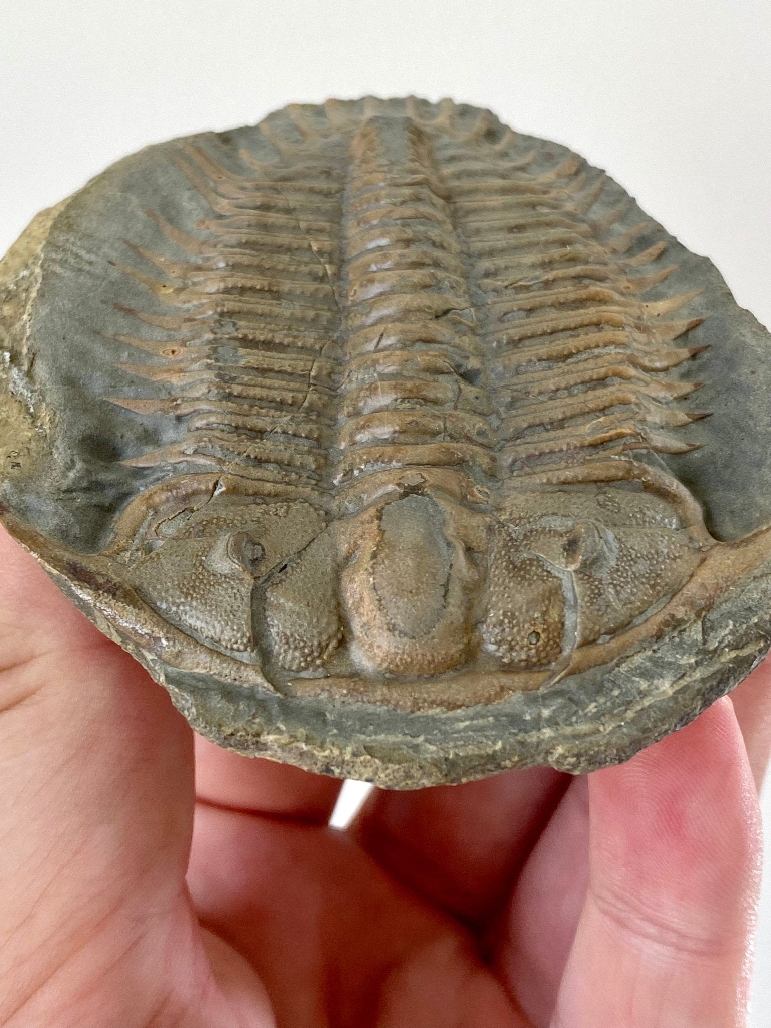 Trilobite fossil from China, Rare Damesella Paronai - FossilsAndMore