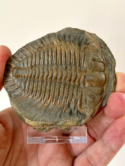 Trilobite fossil from China, Rare Damesella Paronai - FossilsAndMore