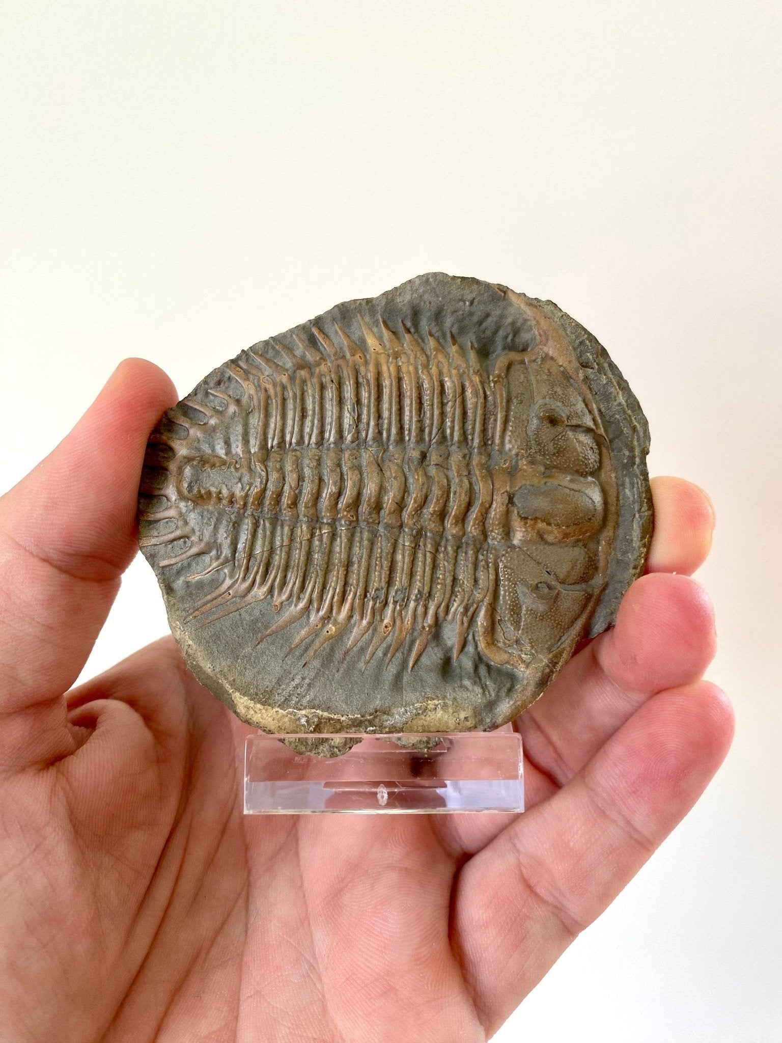 Trilobite fossil from China, Rare Damesella Paronai - FossilsAndMore