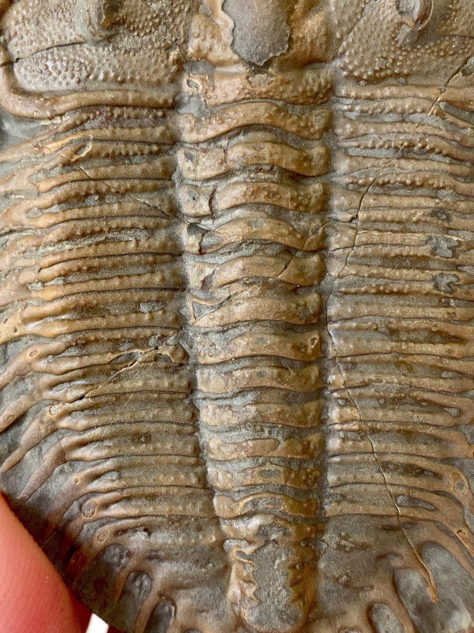 Trilobite fossil from China, Rare Damesella Paronai - FossilsAndMore