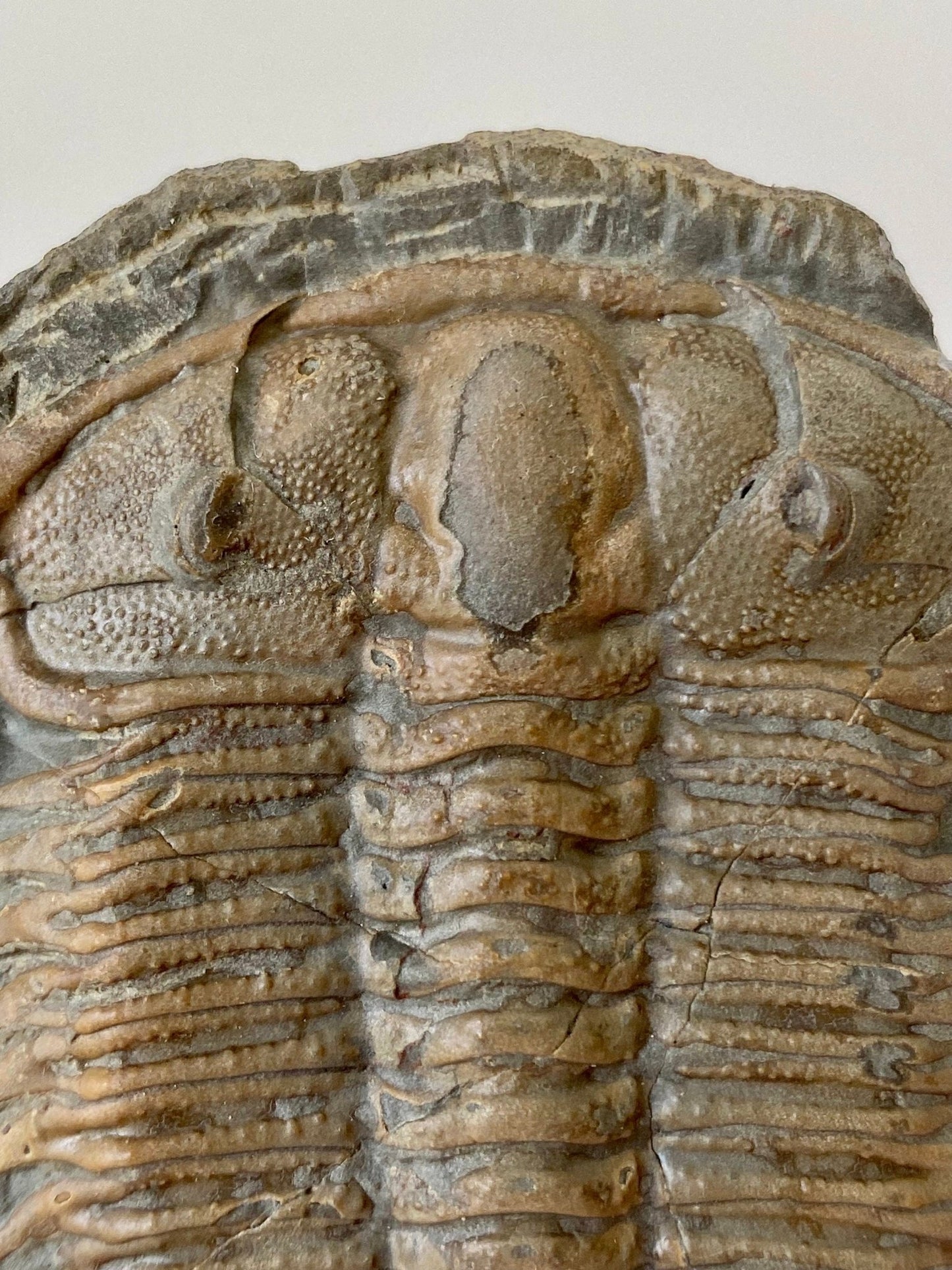 Trilobite fossil from China, Rare Damesella Paronai - FossilsAndMore