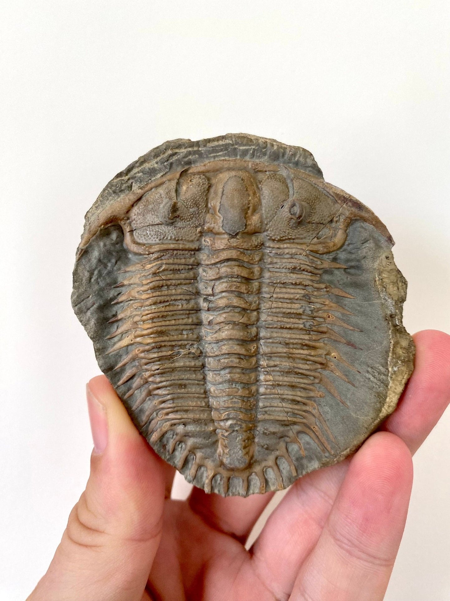 Trilobite fossil from China, Rare Damesella Paronai - FossilsAndMore