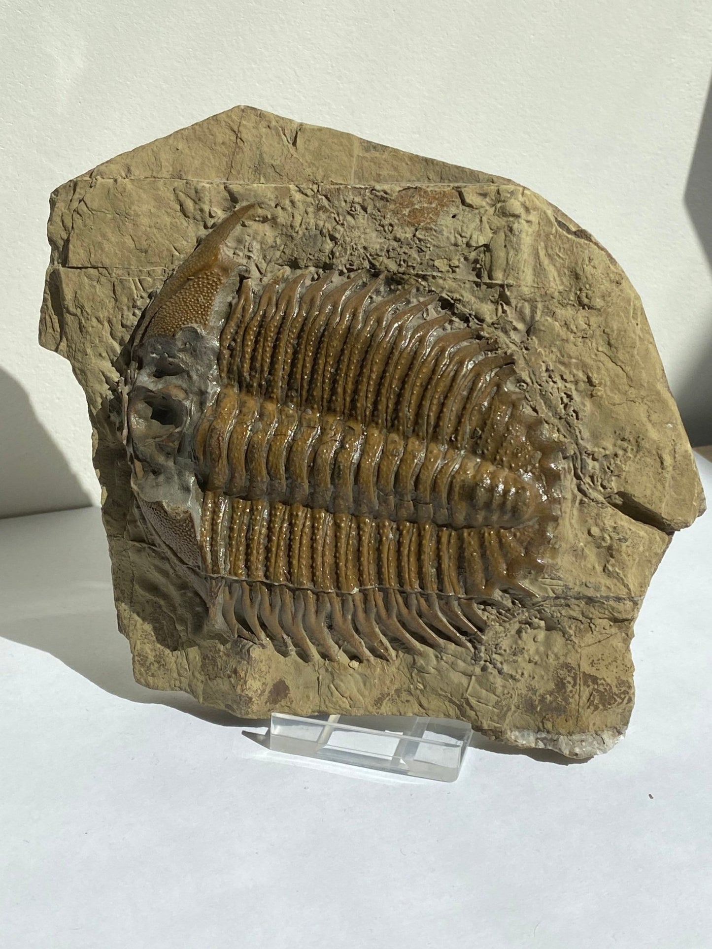 Trilobite fossil, Large Damesella Paronai - FossilsAndMore