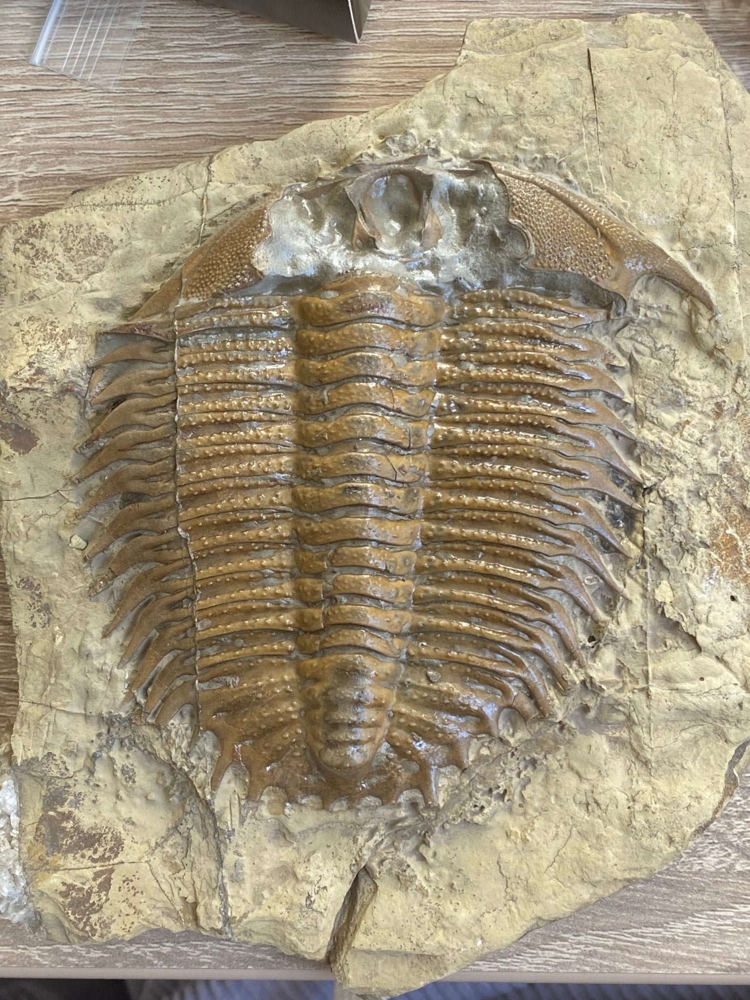 Trilobite fossil, Large Damesella Paronai - FossilsAndMore