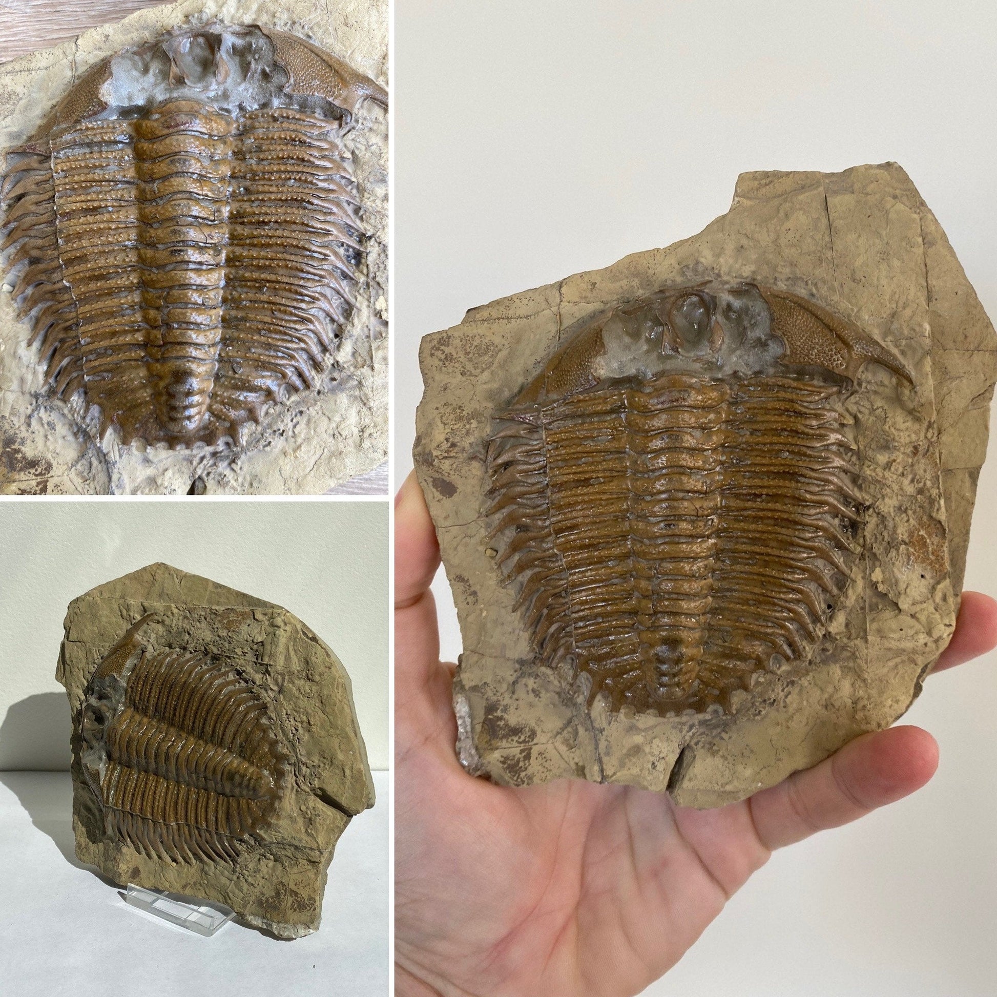 Trilobite fossil, Large Damesella Paronai - FossilsAndMore