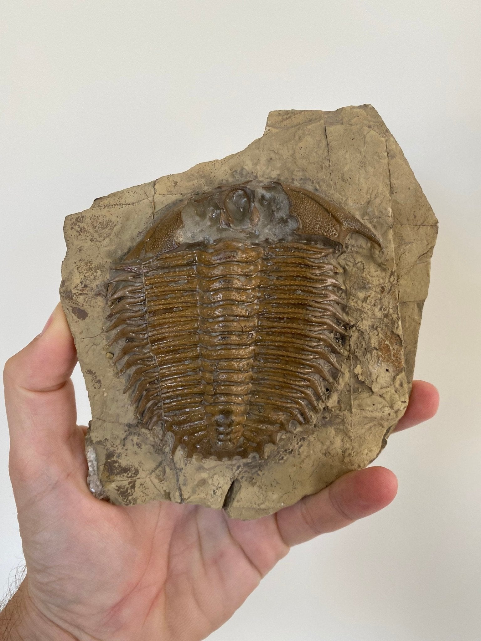 Trilobite fossil, Large Damesella Paronai - FossilsAndMore