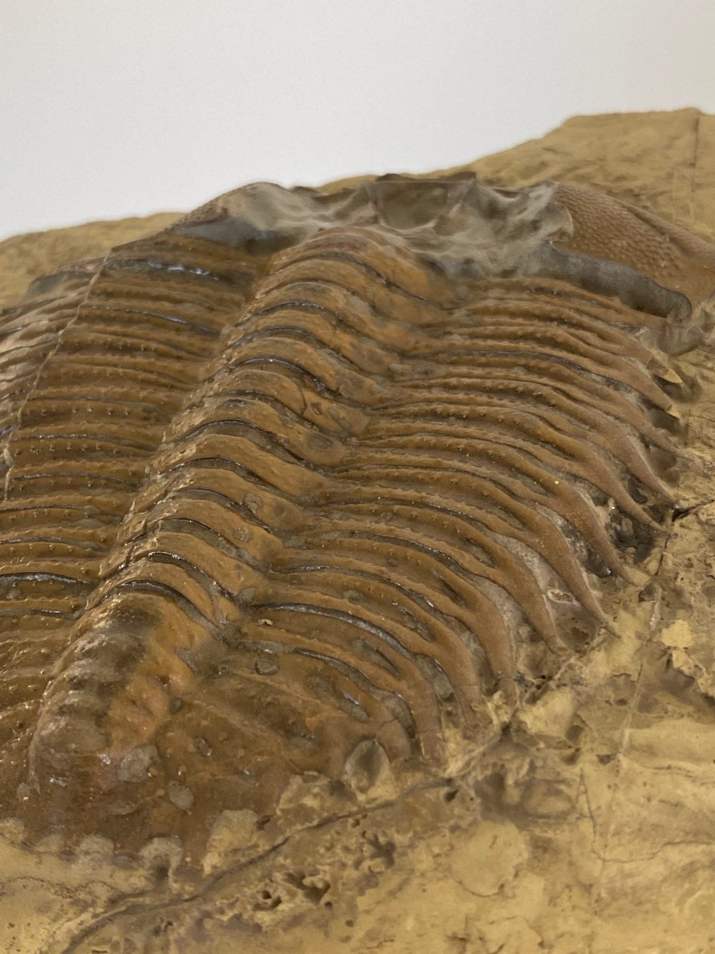 Trilobite fossil, Large Damesella Paronai - FossilsAndMore