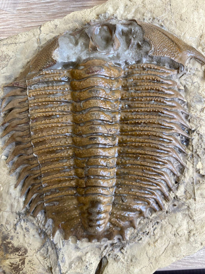 Trilobite fossil, Large Damesella Paronai - FossilsAndMore