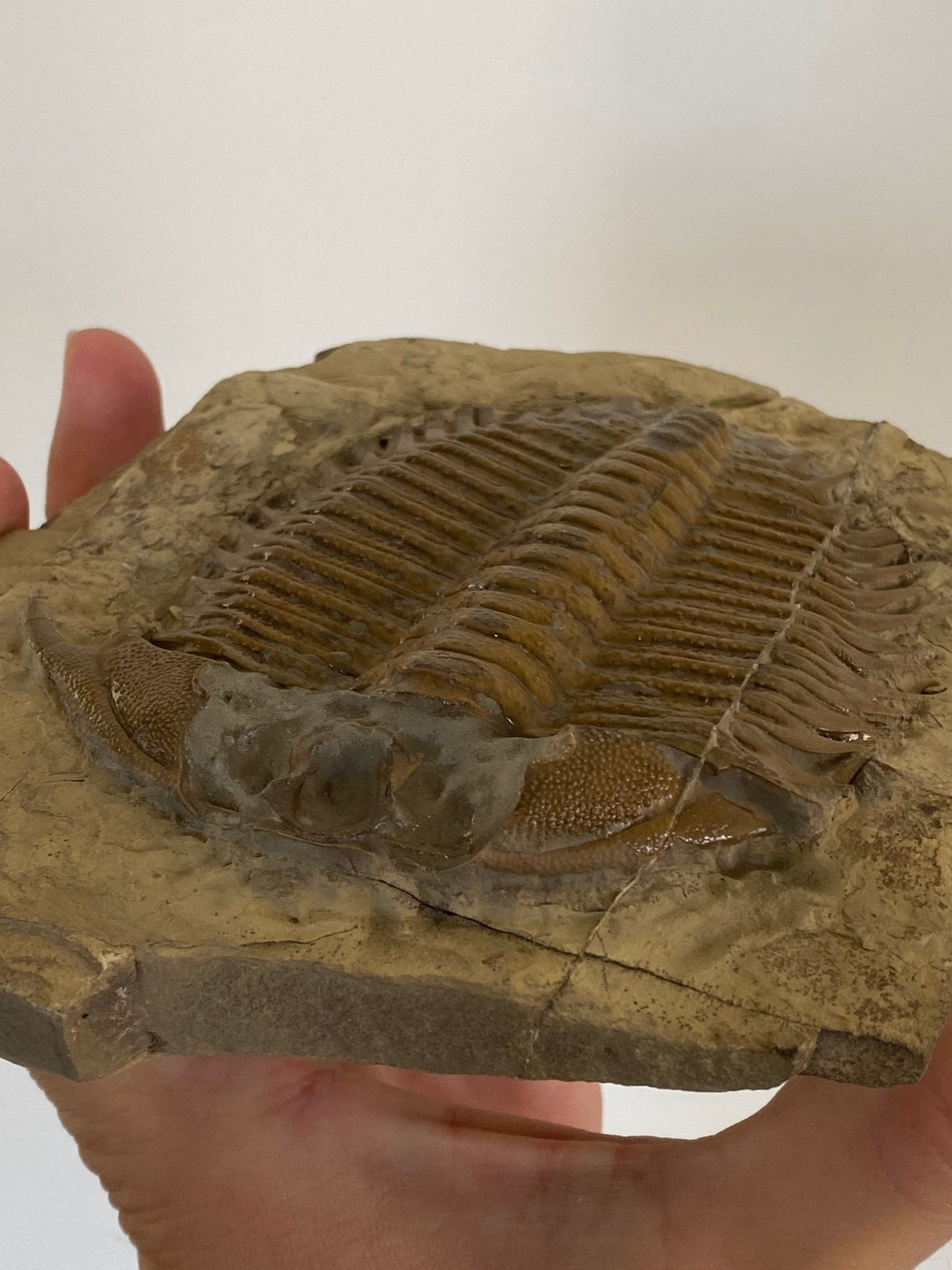 Trilobite fossil, Large Damesella Paronai - FossilsAndMore