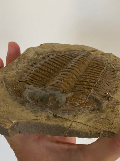 Trilobite fossil, Large Damesella Paronai - FossilsAndMore